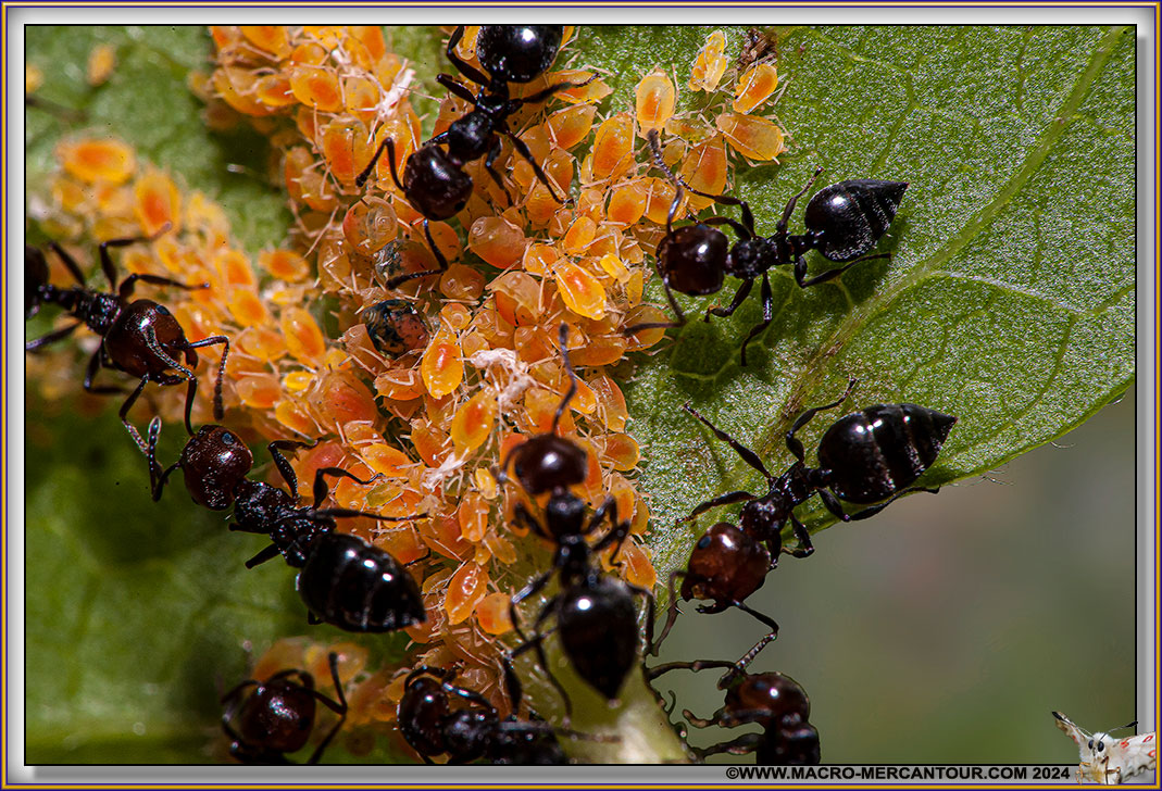 FOURMIS